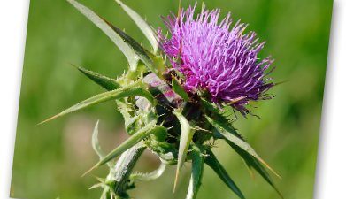 Supplement Information Guide: Milk Thistle Supplements