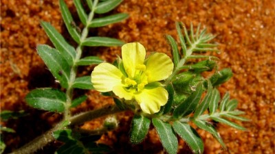 Supplement Information Guide: Tribulus Supplements