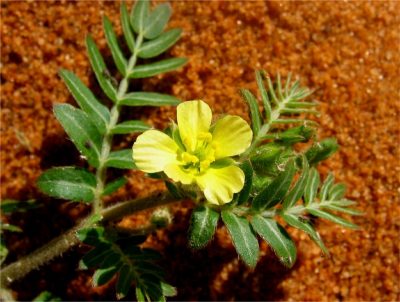 Supplement Information Guide: Tribulus Supplements